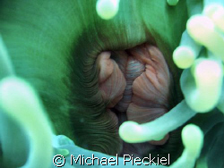 The mouth of a Great Anenome by Michael Pieckiel 